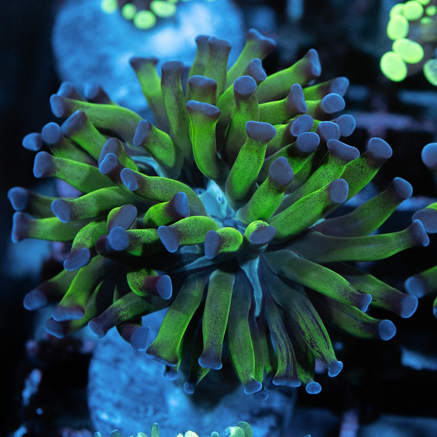 SBM Euphyllia Paradivisa Fluor(2 Pól.)