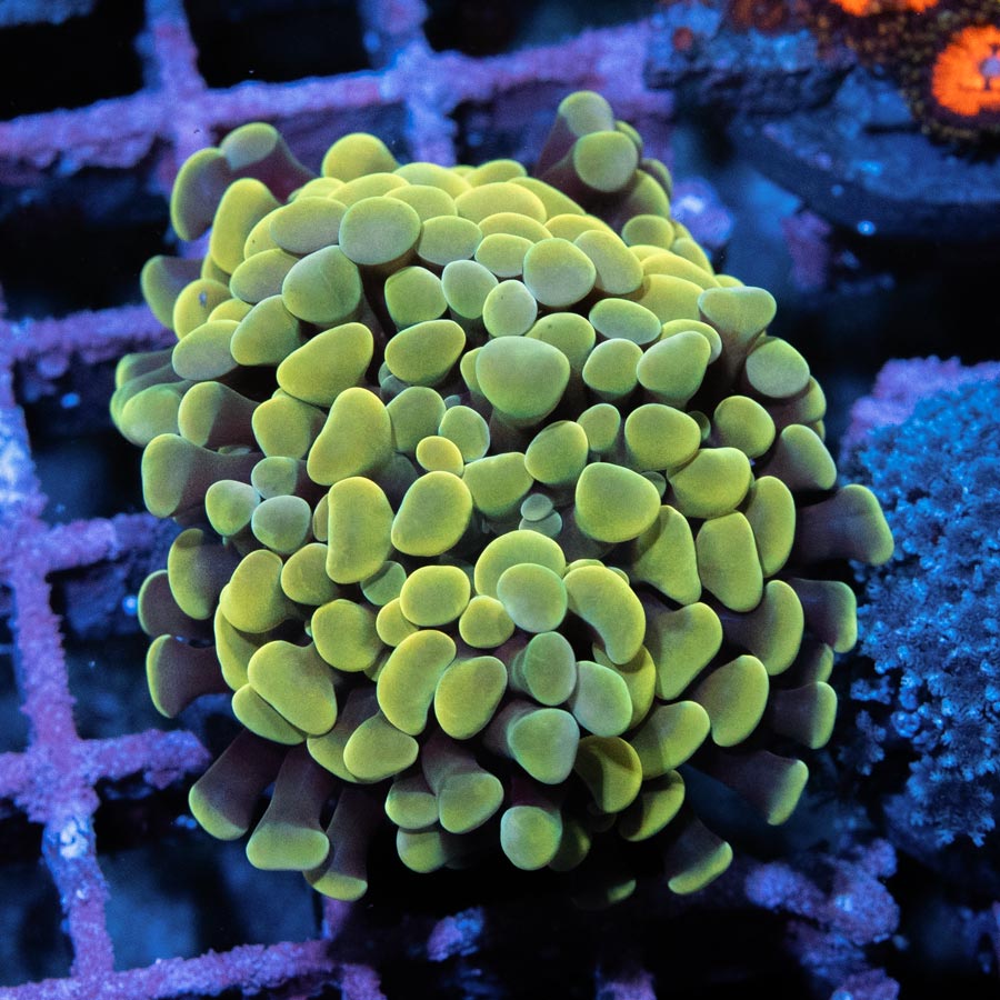 SBM Euphyllia Golden Parancora (2 Pól.)