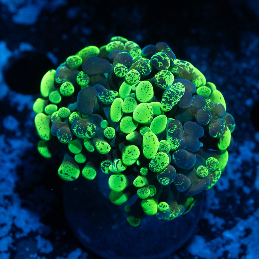 SBM Euphyllia  Parancora Toxic Green(2 Pól. en división)