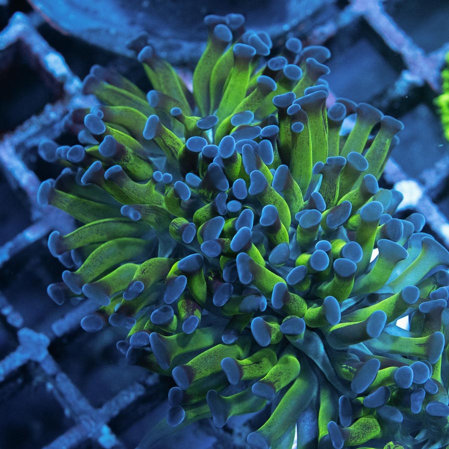 SBM Euphyllia Paradivisa Fluor (2 Pól.)