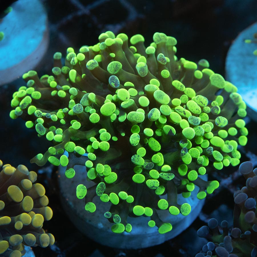 SBM Euphyllia Parancora Toxic Green(3 Pól.)