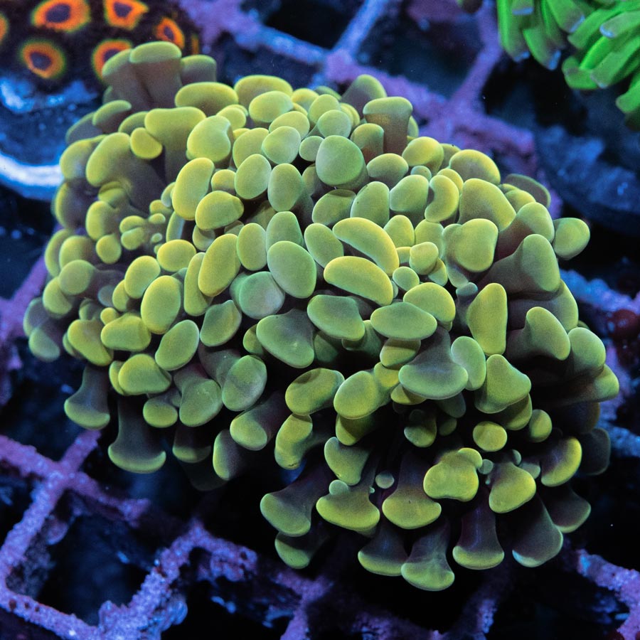 SBM Euphyllia Golden Parancora (2 Pól.)