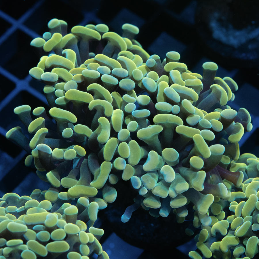 SBM Euphyllia Parancora Nugget (4 Pól. en división)