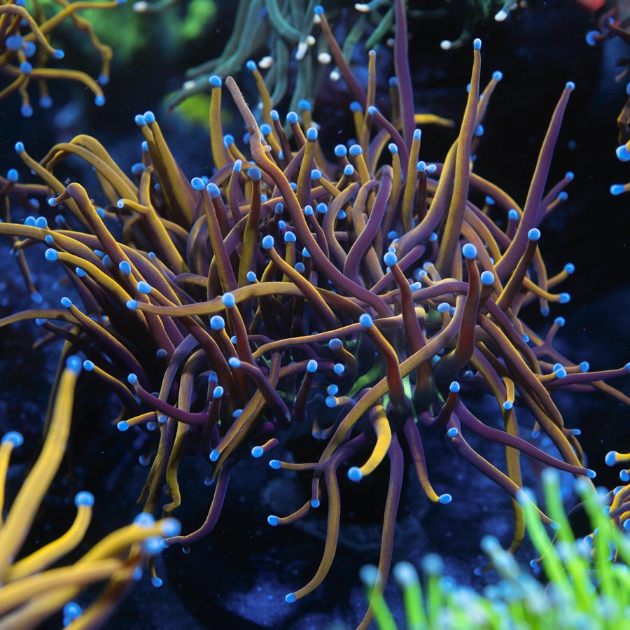 SBM Euphyllia Golden Torch (3 Pól.)
