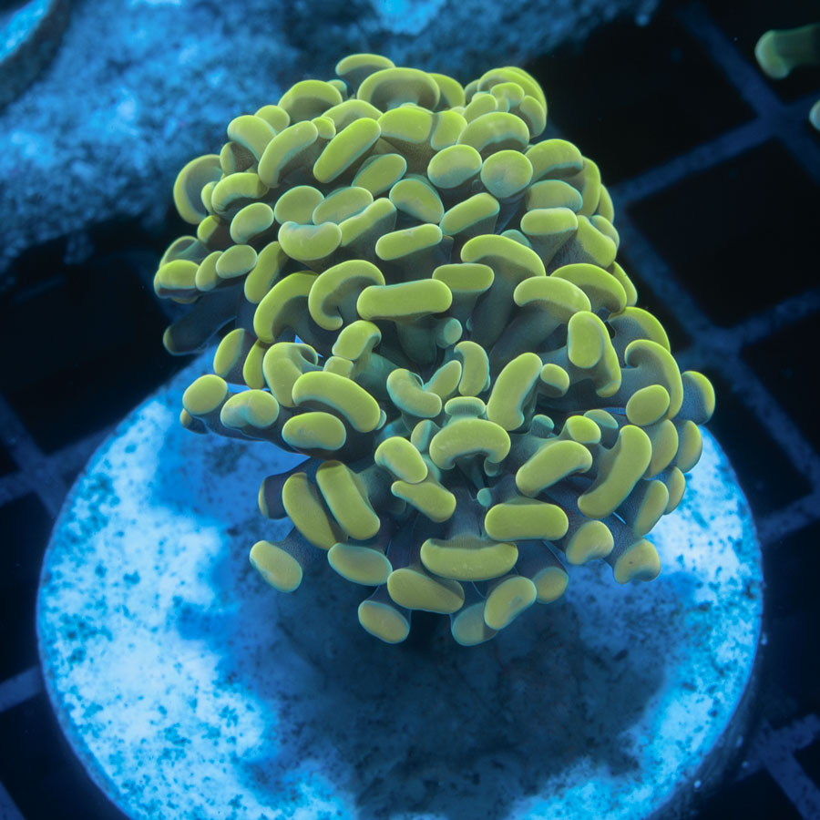 SBM Euphyllia Golden (2 Pól.)