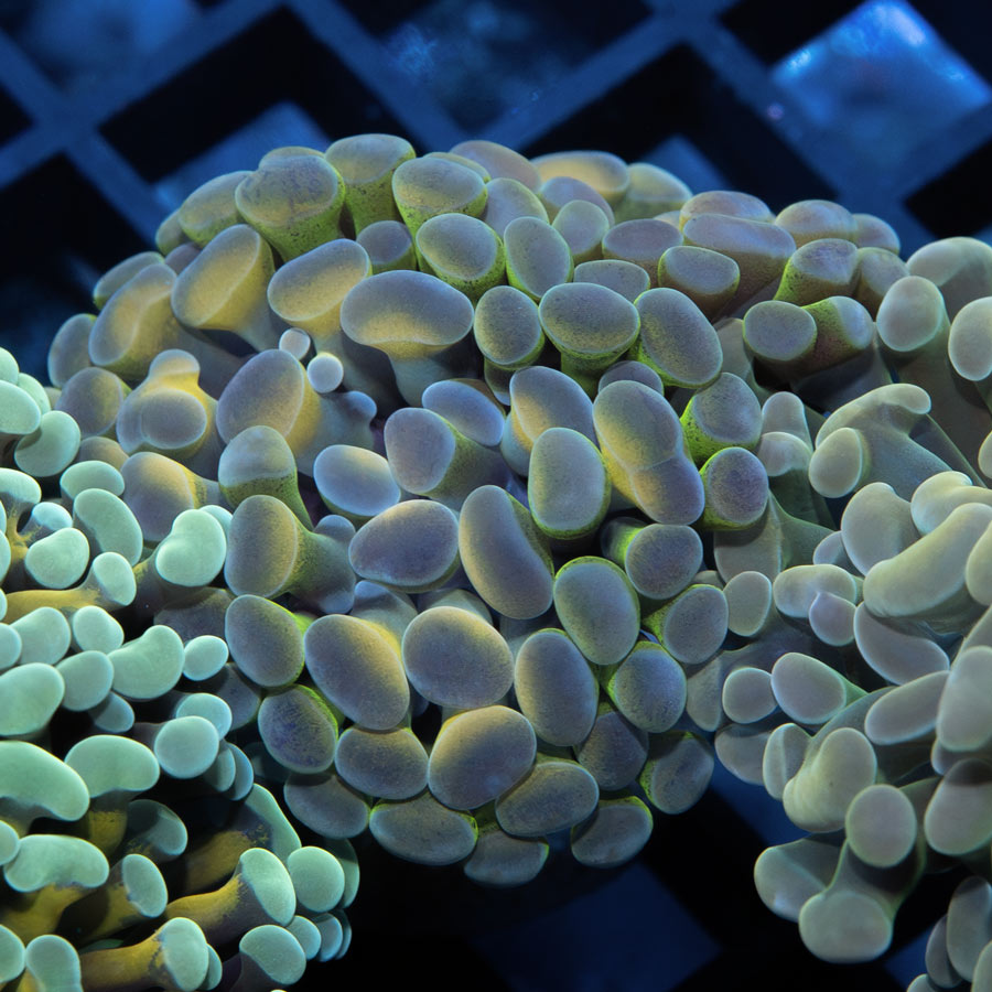 SBM Euphyllia Parancora Rare(1 Pól.)