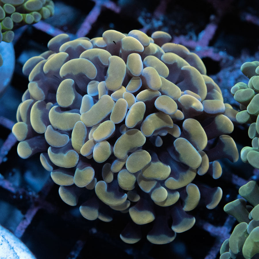 SBM Euphyllia Parancora Golden 5 cm