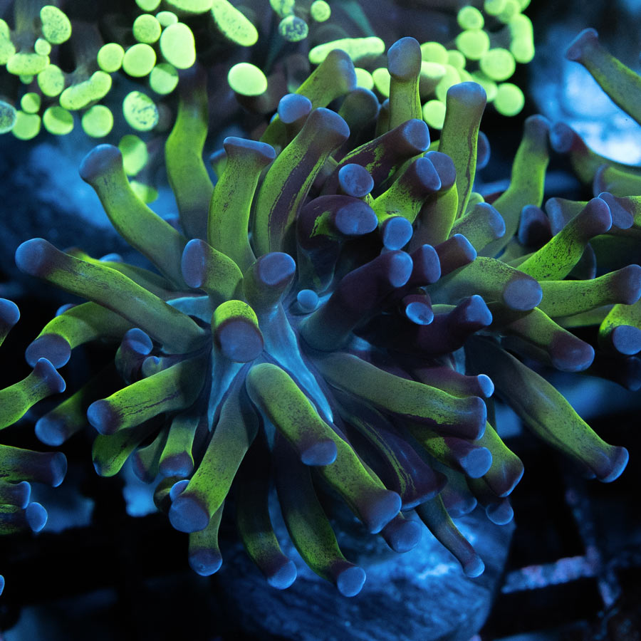 SBM Euphyllia Paradivisa Fluor (2 Pól.)