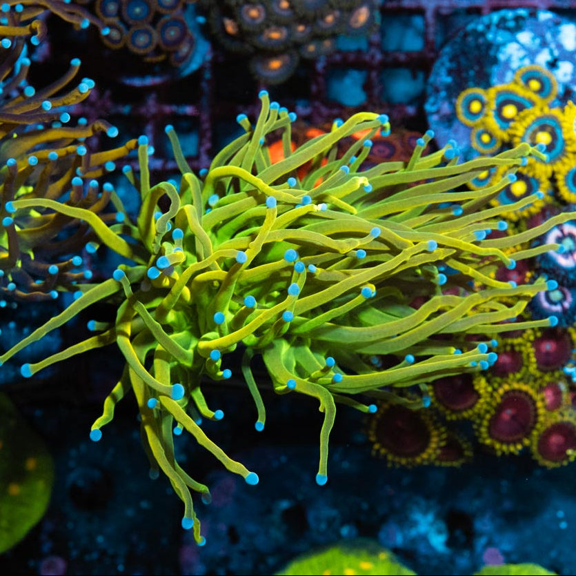 Euphyllia Torch Holygrail (1 Pól.)