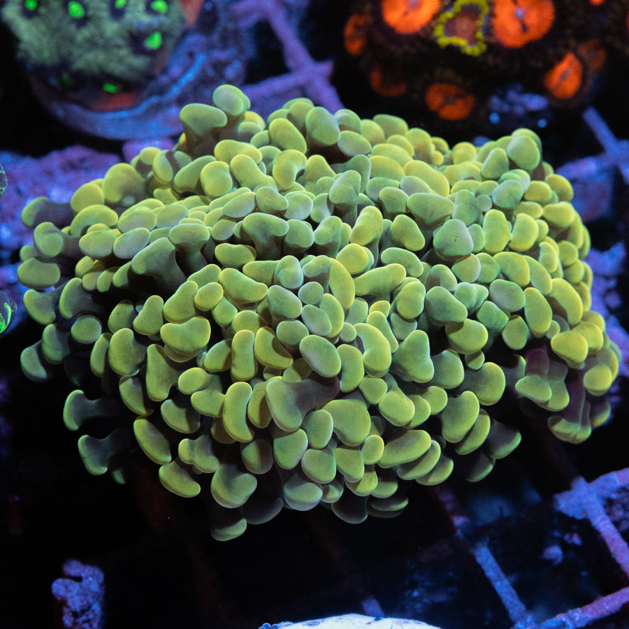 SBM Euphyllia Golden Parancora (3 Pól.)