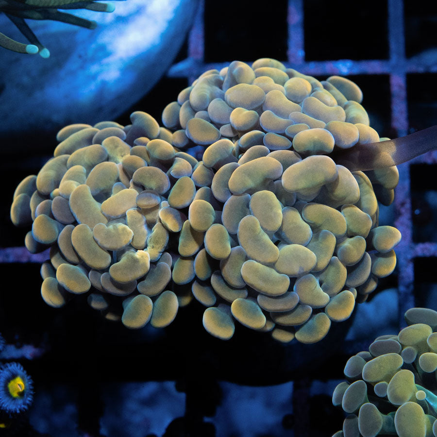 SBM Euphyllia Parancora Nugget(3 Pól.)