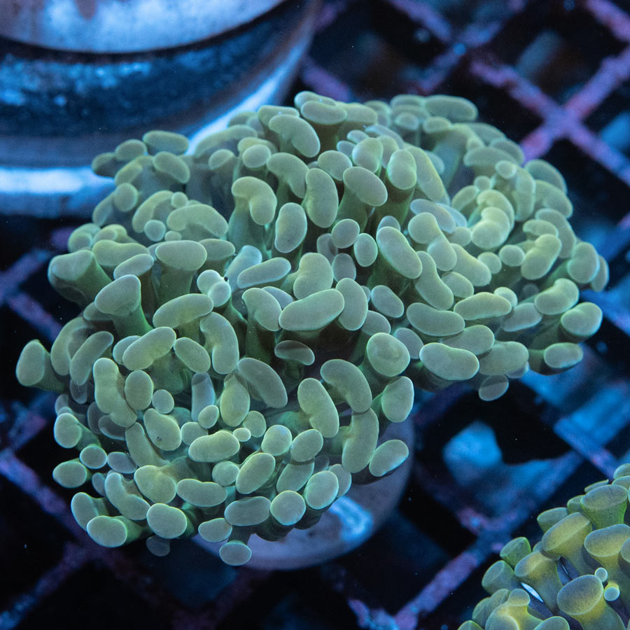 SBM Euphyllia Parancora Golden 7 cm