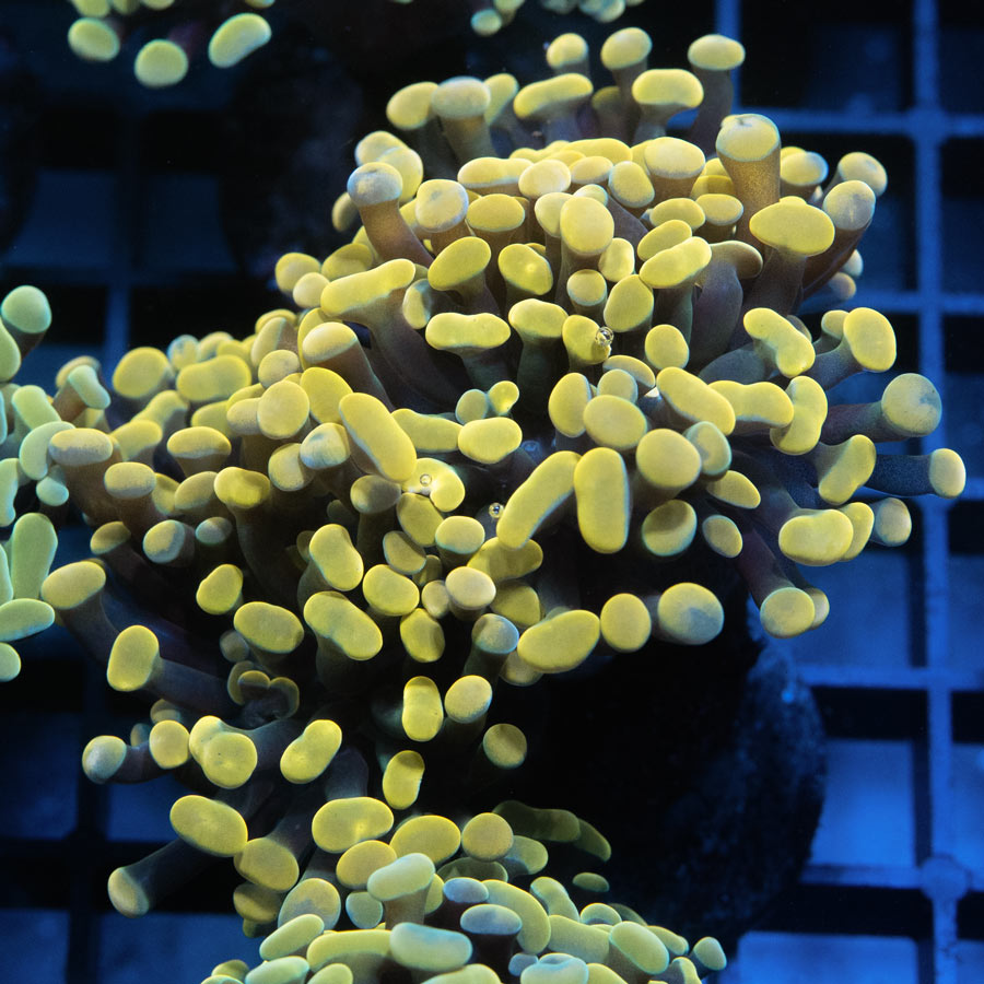 SBM Euphyllia Parancora Super Golden (4 Pól. en división)