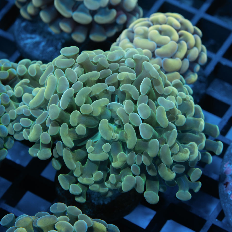 SBM Euphyllia Parancora Golden(2 Pól.)