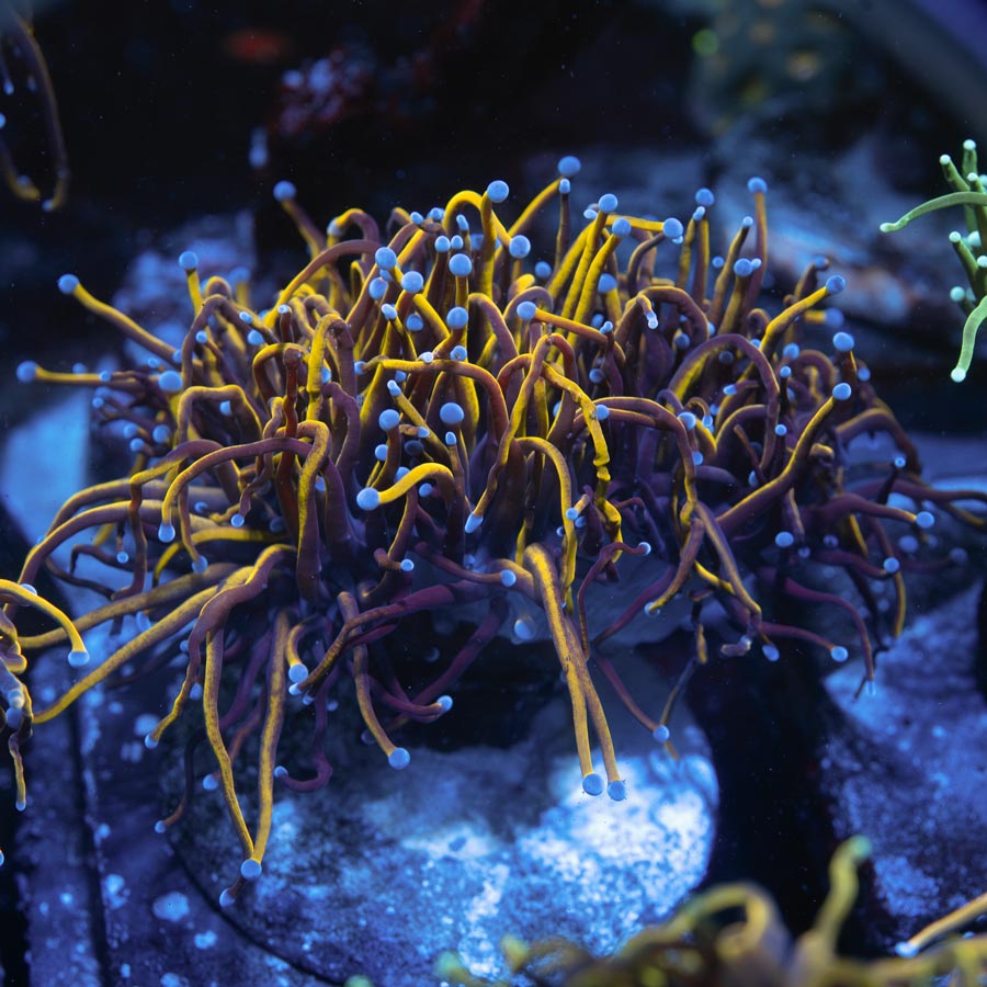 SBM Euphyllia Golden Torch (4 Pól.)