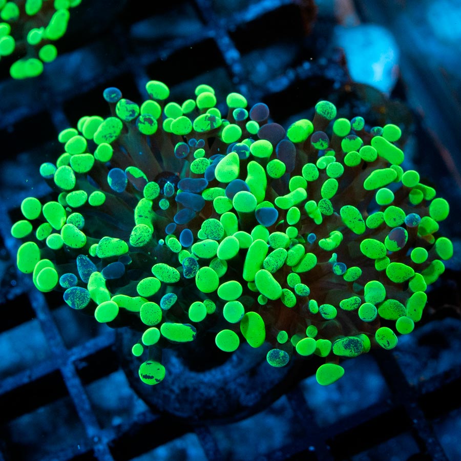 SBM Euphyllia Parancora Toxic Green(2 Pól.)