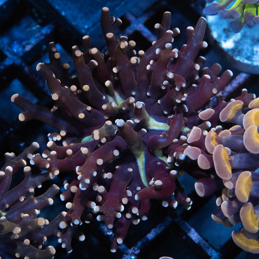SBM Euphyllia Frogspawn Strawberri Baby (1 Pól.)