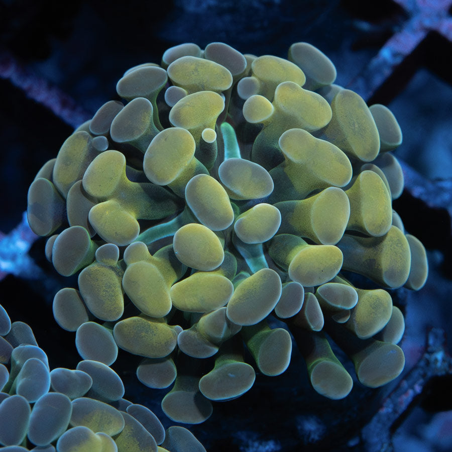 SBM Euphyllia Parancora Nugget (1 Pól.)