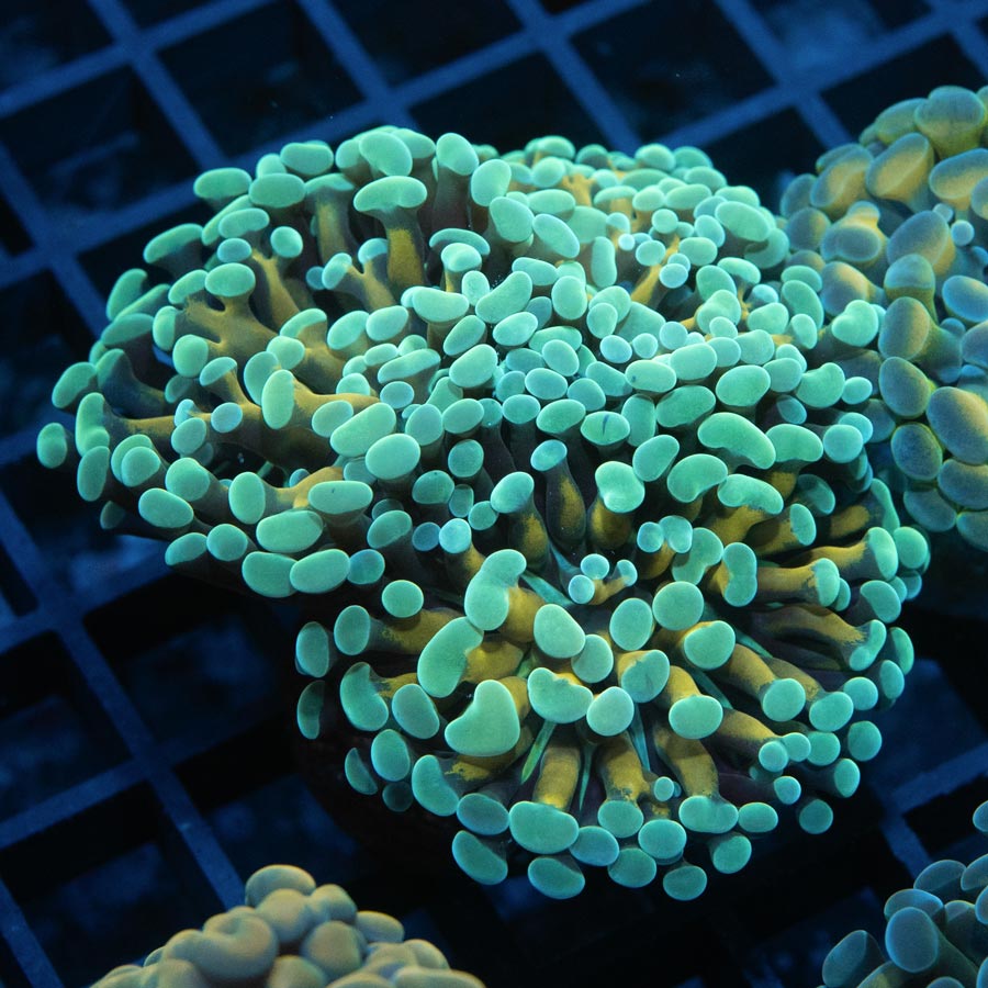 SBM Euphyllia Ice Cream (3 Pól.)