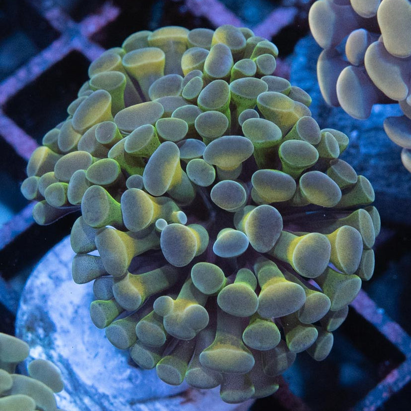 SBM Euphyllia Parancora Rare 5 cm