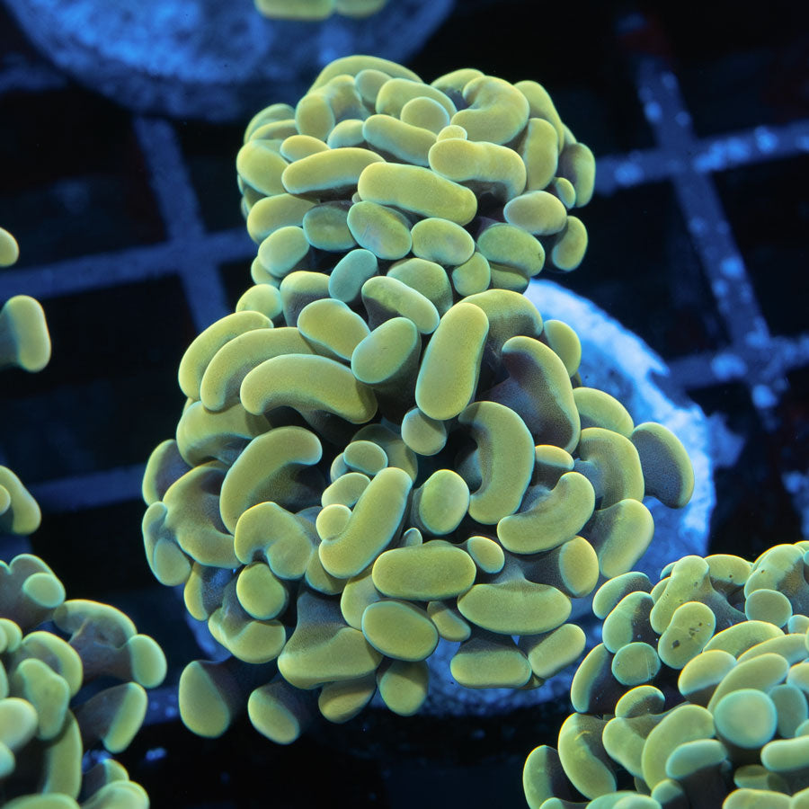 SBM Euphyllia Golden Nugget(2 Pól.)