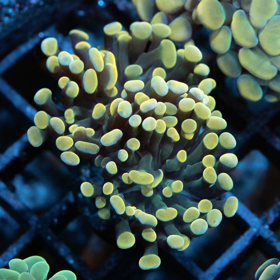 SBM Euphyllia Parancora Strawberry(2 Pól.)