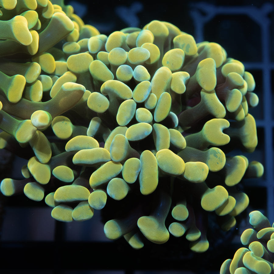 SBM Euphyllia Parancora Golden (3 Pól. en división)