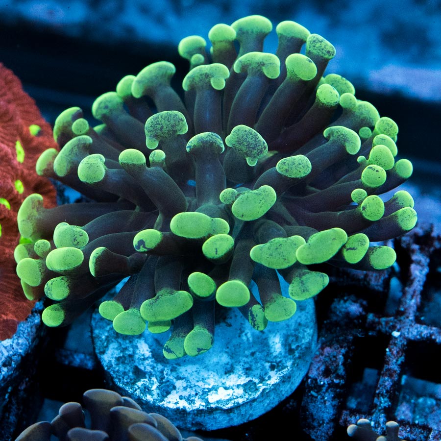 SBM Euphyllia Parancora Toxic Green(1 Pól.)
