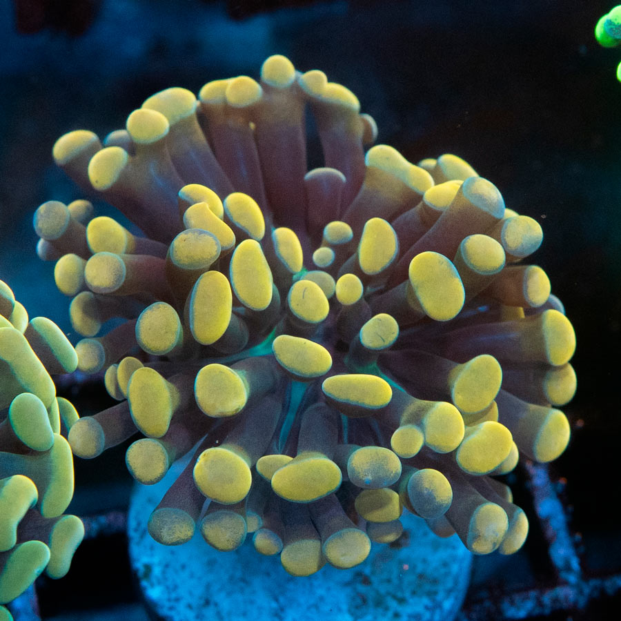 SBM Euphyllia Parancora Strawberry Premium (1 Pól.)