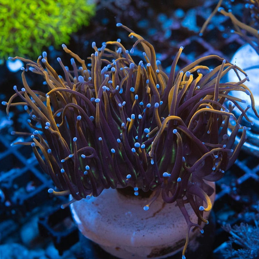 SBM Euphyllia Torch Dragon Soul (2 Pól.)