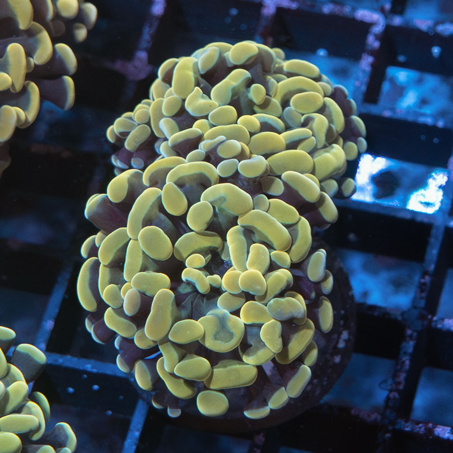 SBM Euphyllia Parancora Strawberry(3 Pól.)