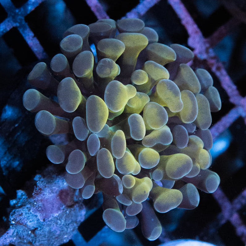 SBM Euphyllia Parancora Rare