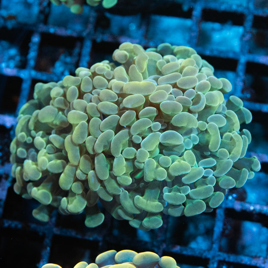 SBM Euphyllia Parancora Golden (3 Pól.)