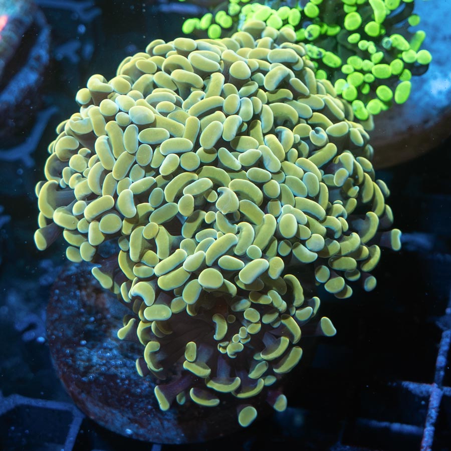 SBM Euphyllia Golden Nugget  (6 Pól.)