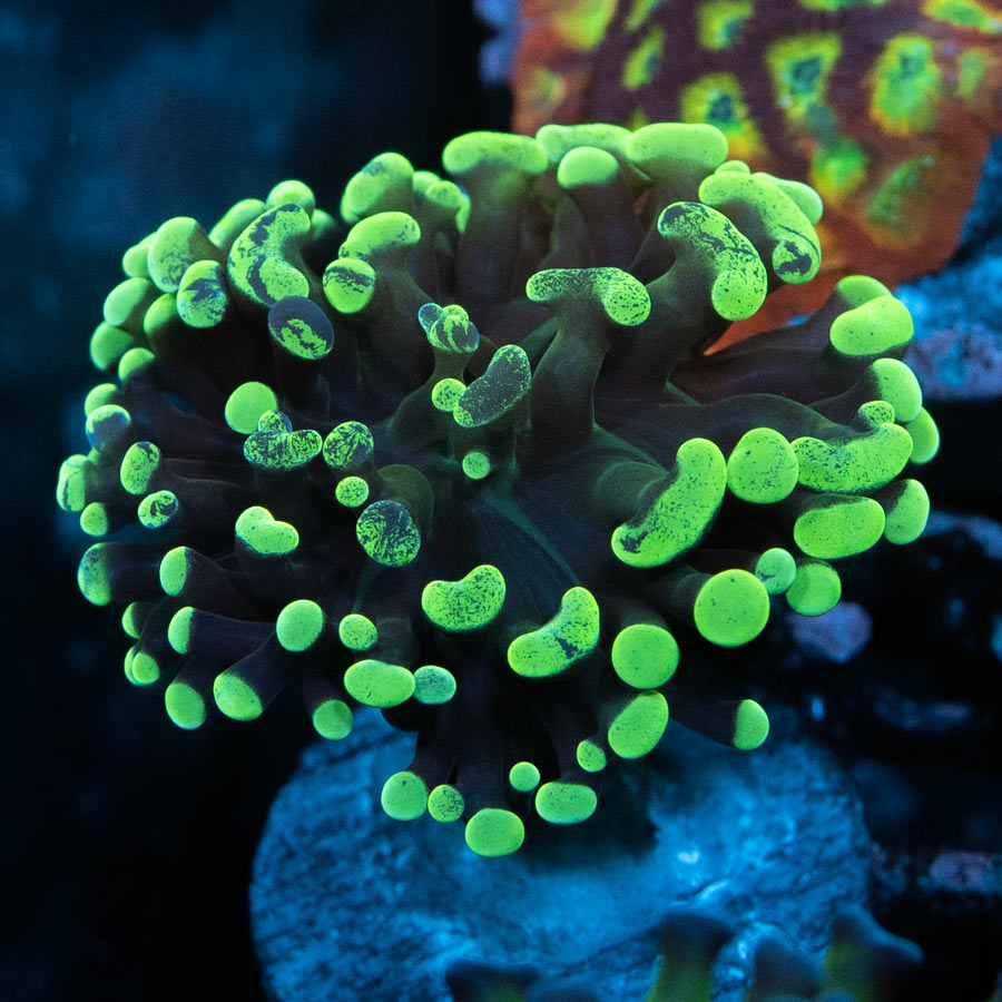SBM Euphyllia Parancora Toxic Green(1 Pól.)