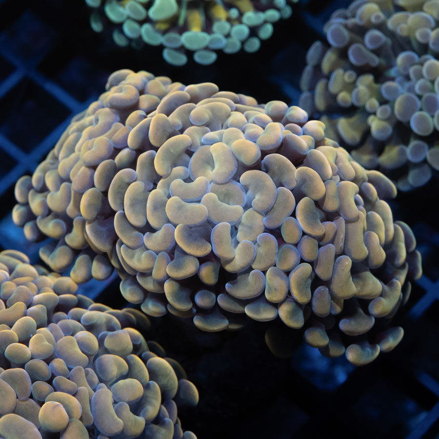 SBM Euphyllia Parancora Rare 7 cm(4 Pól.)