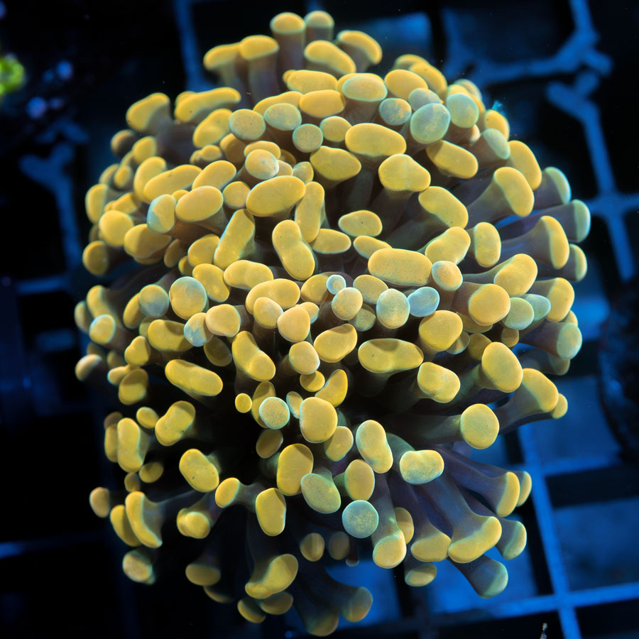 SBM Euphyllia Parancora Super Golden (4 Pól. en división)