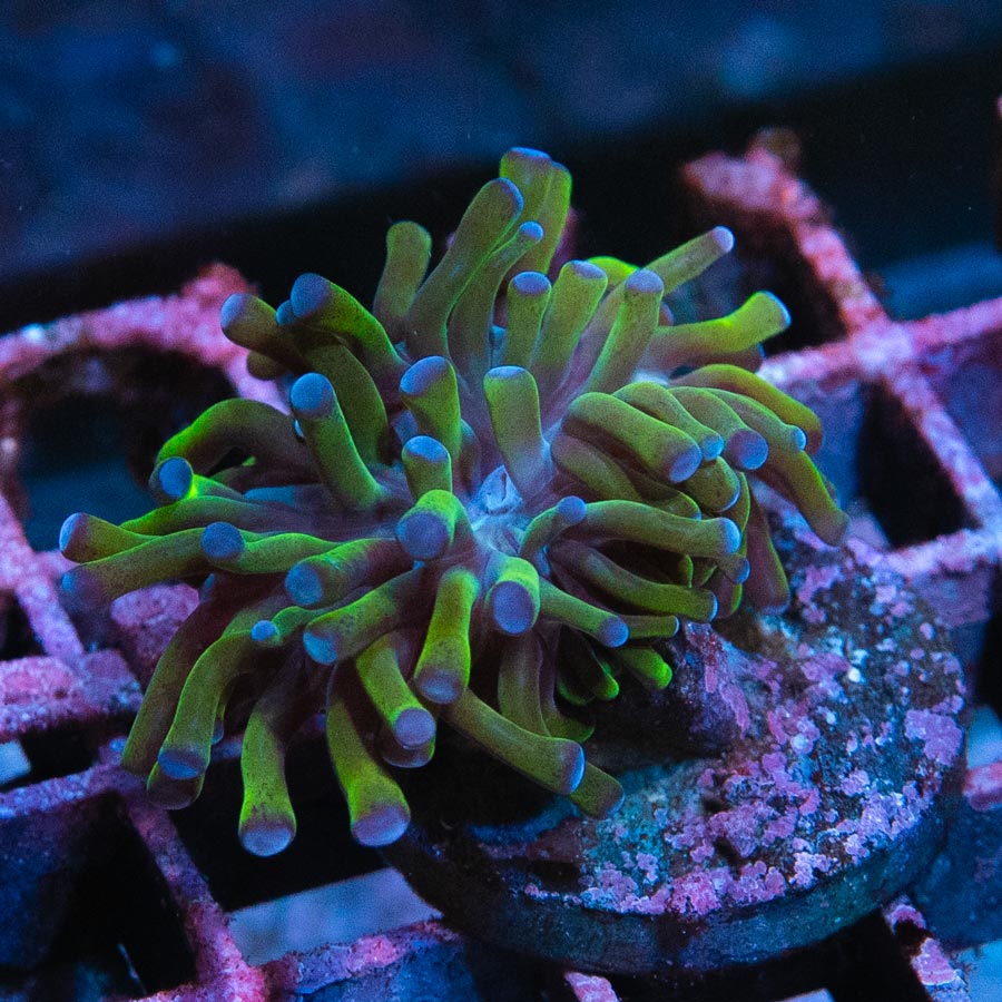 SBM Euphyllia Paradivisa (1 Pól.)