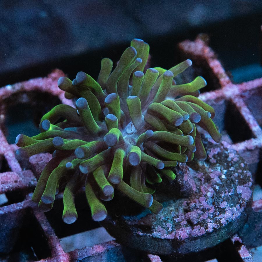 SBM Euphyllia Paradivisa (1 Pól.)