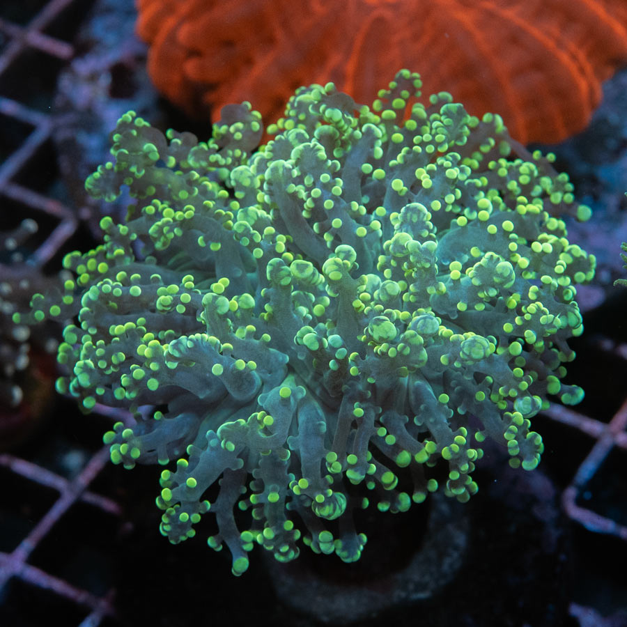 SBM Euphyllia Frogspawn Yellow 6 cm