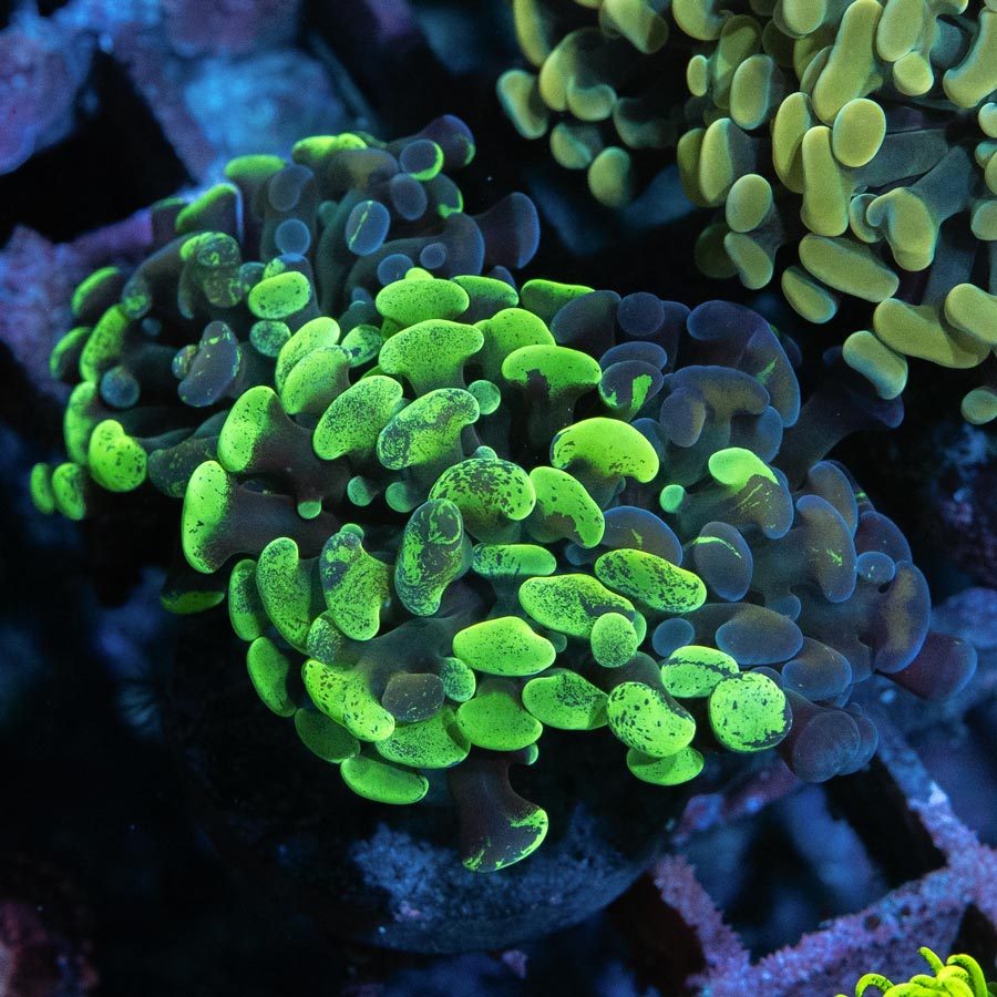 SBM Euphyllia Grafted (2 Pól.)