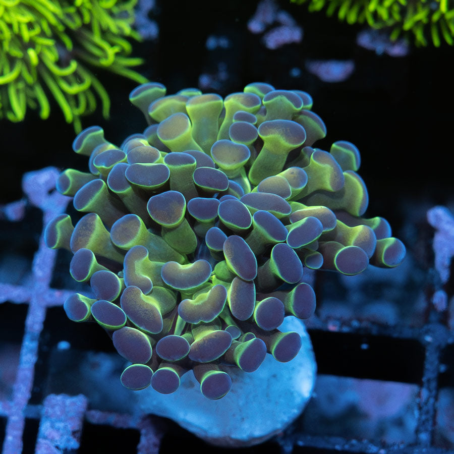 SBM Euphyllia Hologram (2 Pól.)