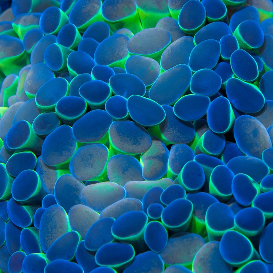 Euphyllia Hologram (Colonia entera)