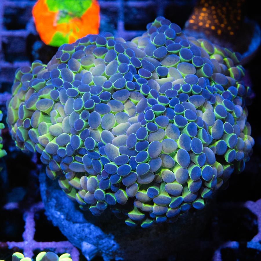 Euphyllia Hologram (Colonia entera)