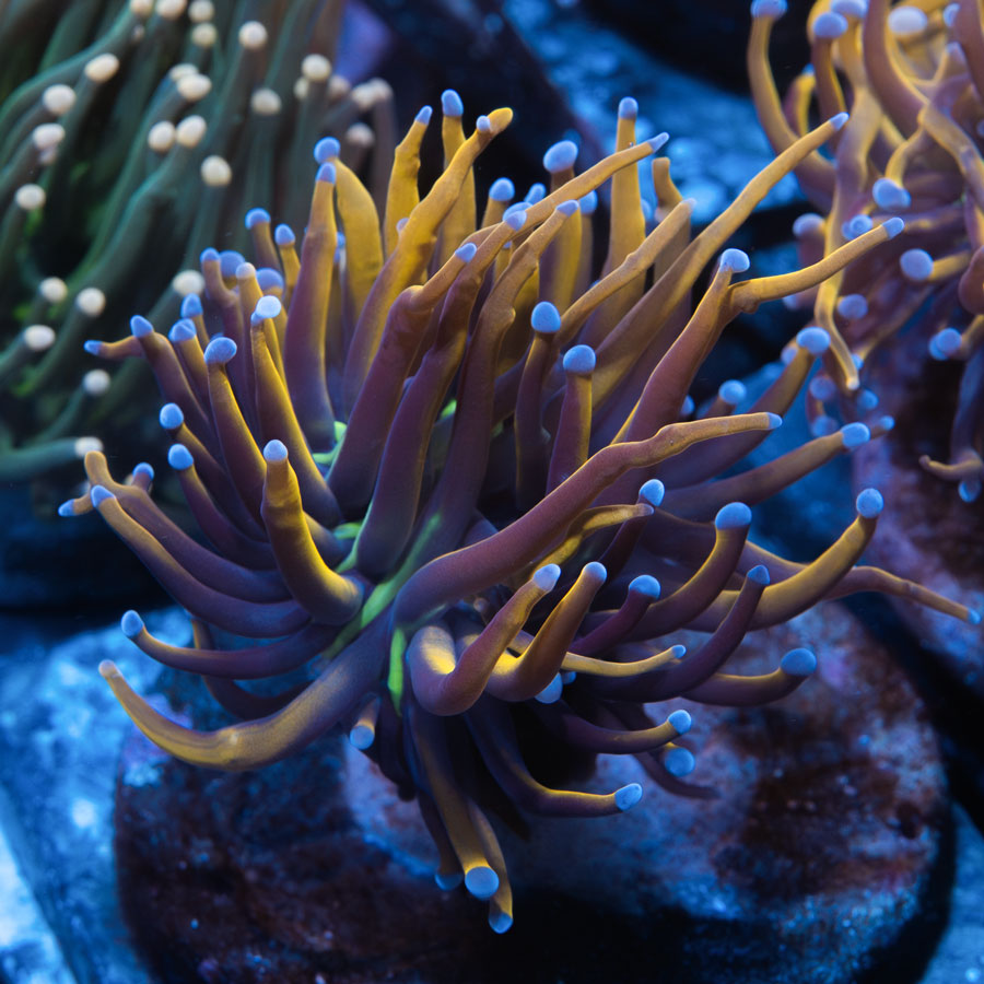 SBM Euphyllia Torch NY Nicks (1 Pól.)