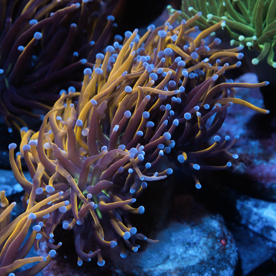 SBM Euphyllia Torch NY Nicks (2 Pól.)