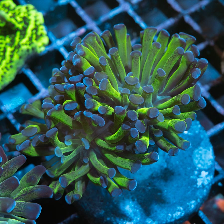 SBM Euphyllia Paradivisa (2 Pól.)