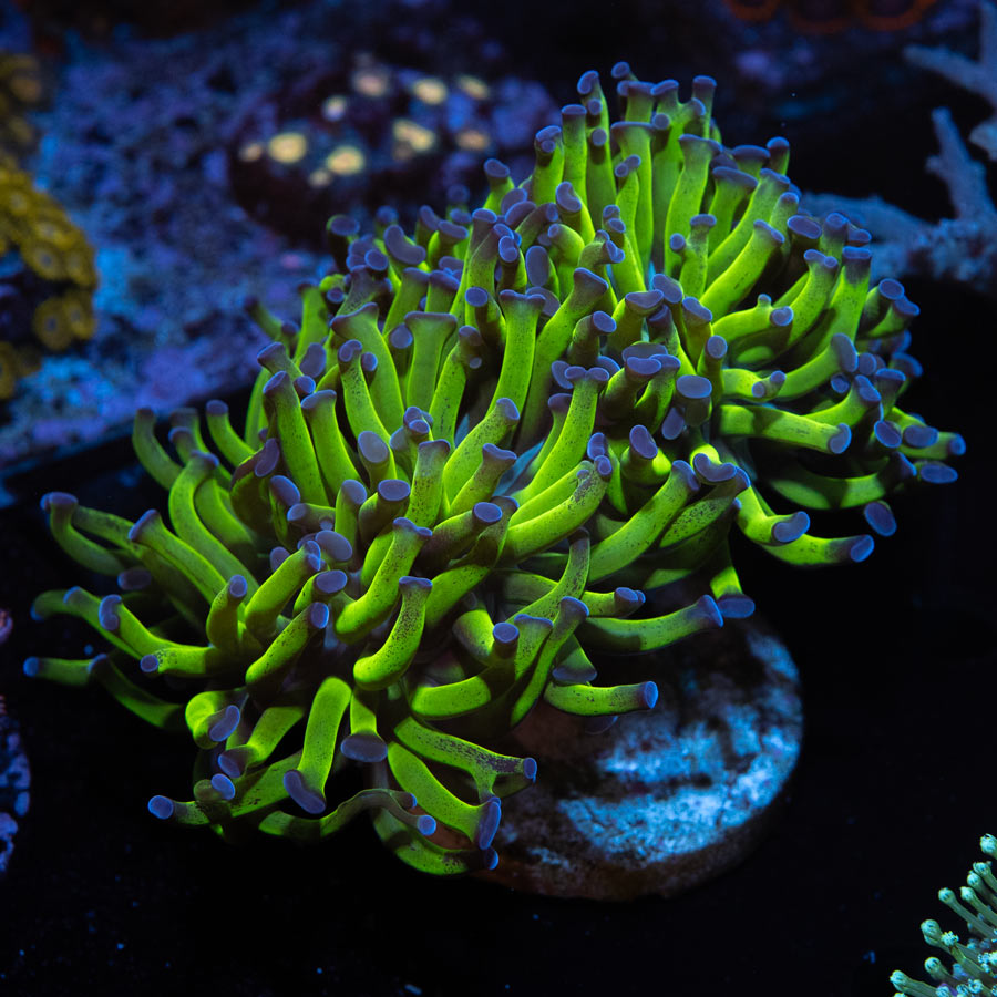 SBM Euphyllia Paradivisa Superfluor (2 Pól. + 1 en división)