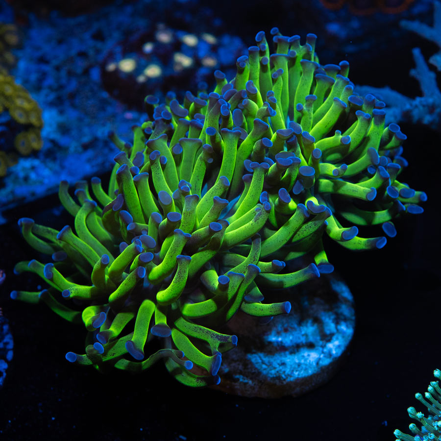 SBM Euphyllia Paradivisa Superfluor (2 Pól. + 1 en división)