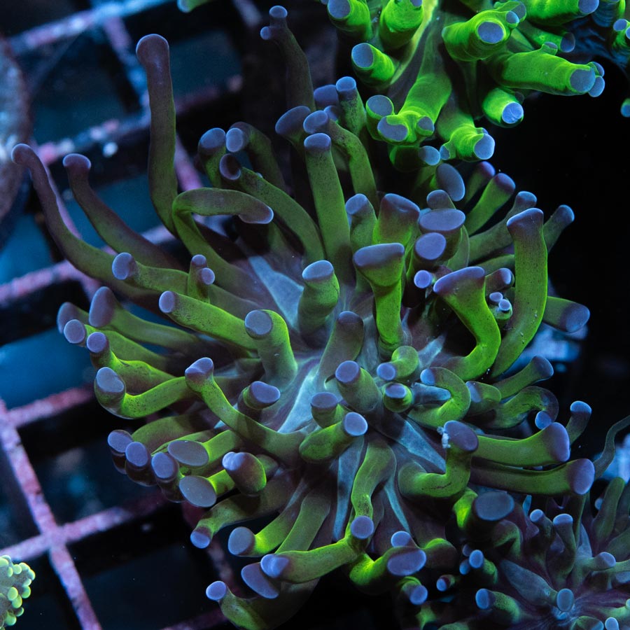 SBM Euphyllia Paradivisa (1 Pól.)